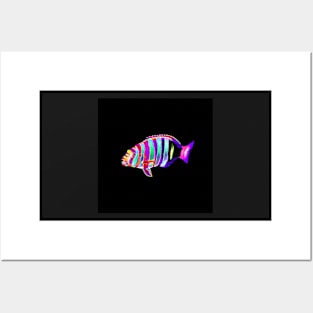 Harlequin Tusk Wrasse Fish Posters and Art